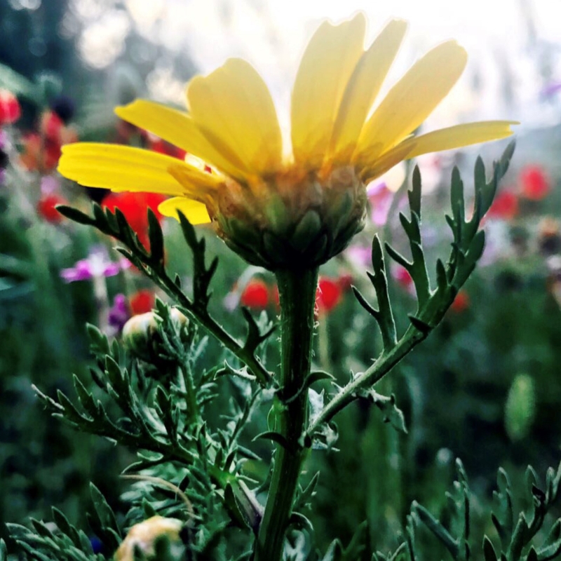 The Alexander Technique